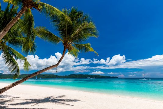 palm tree and sunny beach